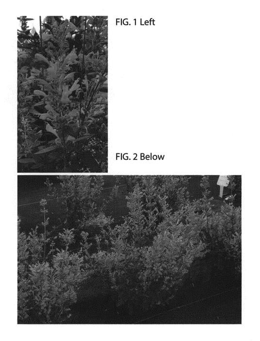 Figure 1 of US plant patent PP30375, the photograph of TNAGAKR printed in the patent.