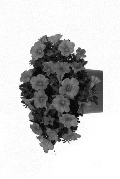 Figure 1 of US plant patent PP30376, the photograph of Docalalkopi printed in the patent.