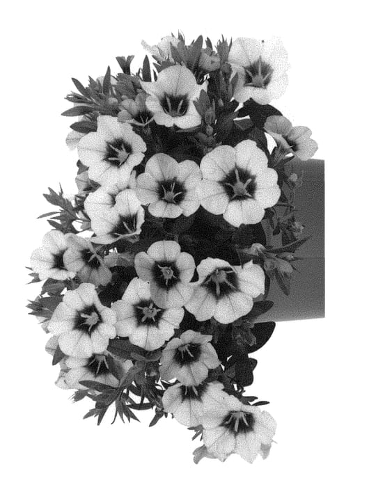 Figure 1 of US plant patent PP30377, the photograph of Docablaq printed in the patent.