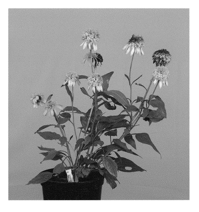 Figure 1 of US plant patent PP30378, the photograph of Drop352 printed in the patent.