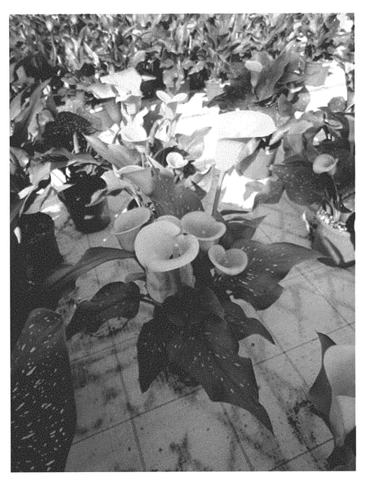 Figure 1 of US plant patent PP30379, the photograph of Peach Pearl printed in the patent.