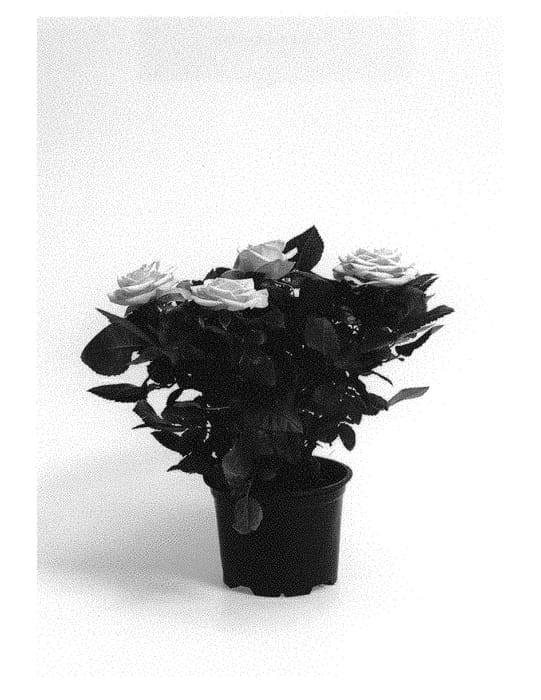 Figure 1 of US plant patent PP30380, the photograph of QIR 1623 printed in the patent.