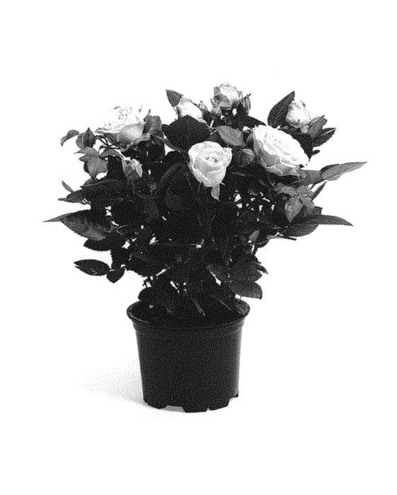 Figure 1 of US plant patent PP30381, the photograph of QIR 1621 printed in the patent.