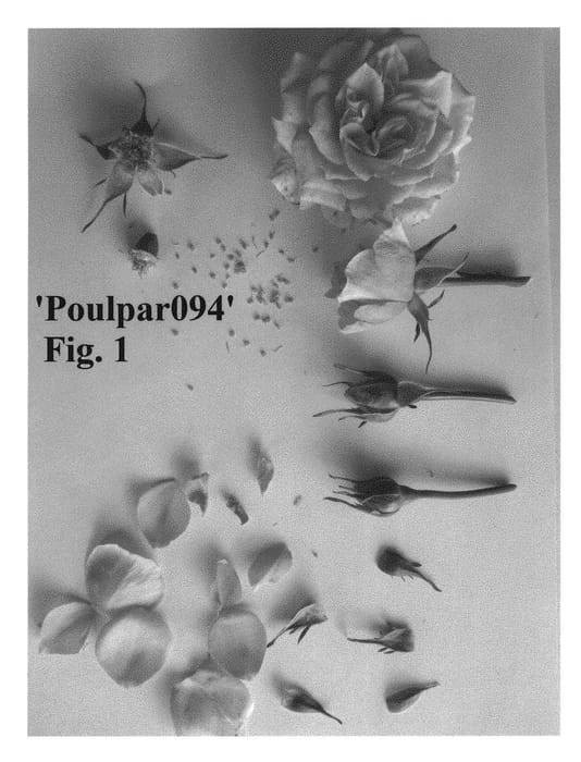 Figure 1 of US plant patent PP30382, the photograph of Poulpar094 printed in the patent.