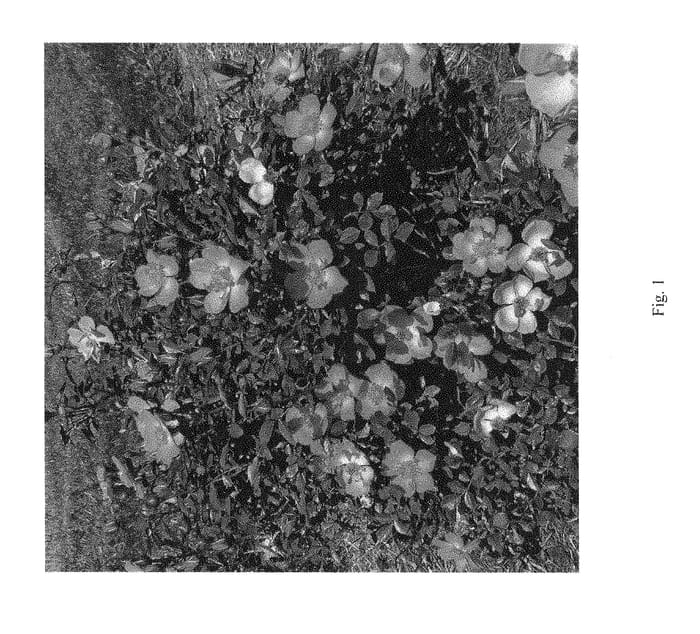 Figure 1 of US plant patent PP30383, the photograph of FARROWRSP printed in the patent.