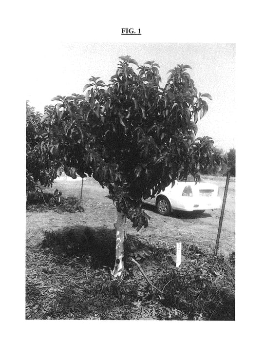 Figure 1 of US plant patent PP30384, the photograph of TAMI printed in the patent.