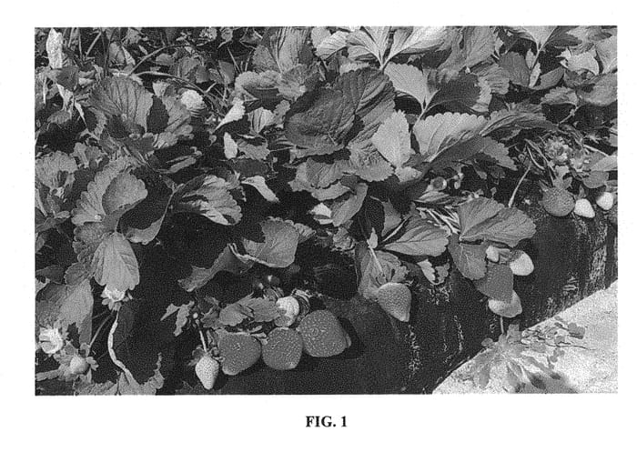 Figure 1 of US plant patent PP30385, the photograph of Florida Beauty printed in the patent.