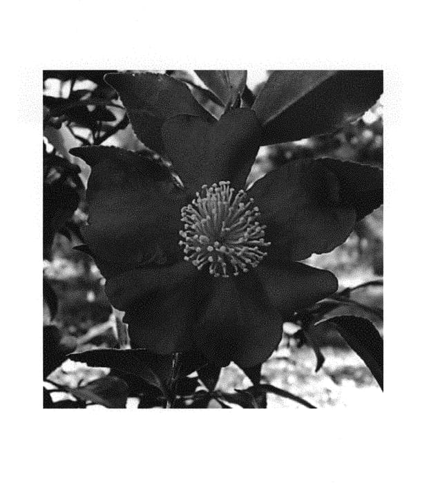 Figure 1 of US plant patent PP30386, the photograph of Green 08-052 printed in the patent.