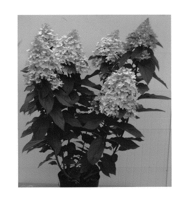 Figure 1 of US plant patent PP30387, the photograph of HP217904 printed in the patent.