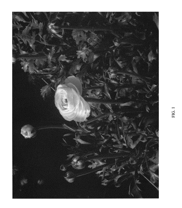 Figure 1 of US plant patent PP30388, the photograph of ABSIRLPIN printed in the patent.