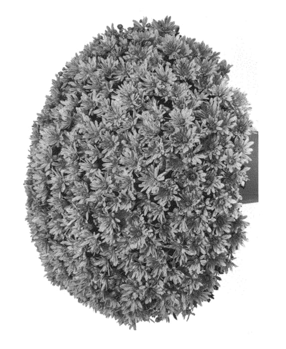 Figure 1 of US plant patent PP30389, the photograph of G19OTI06PI printed in the patent.