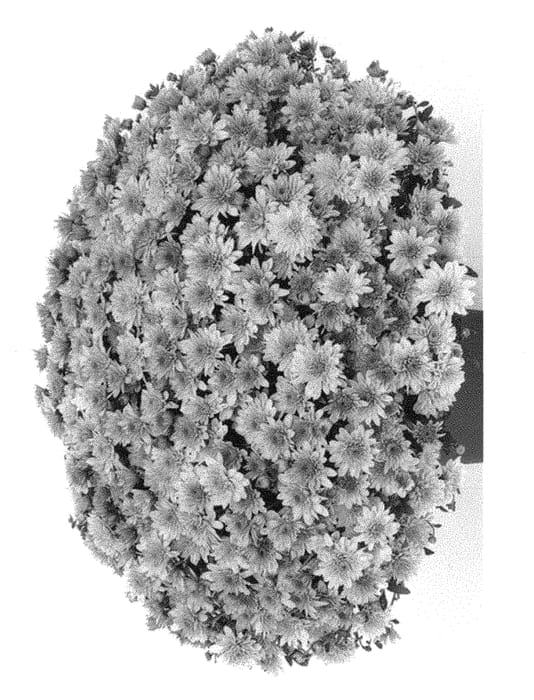 Figure 1 of US plant patent PP30390, the photograph of G19FON06PI printed in the patent.