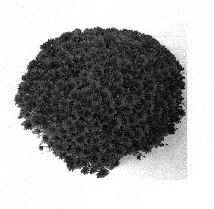 Figure 1 of US plant patent PP30391, the photograph of COMO RED printed in the patent.