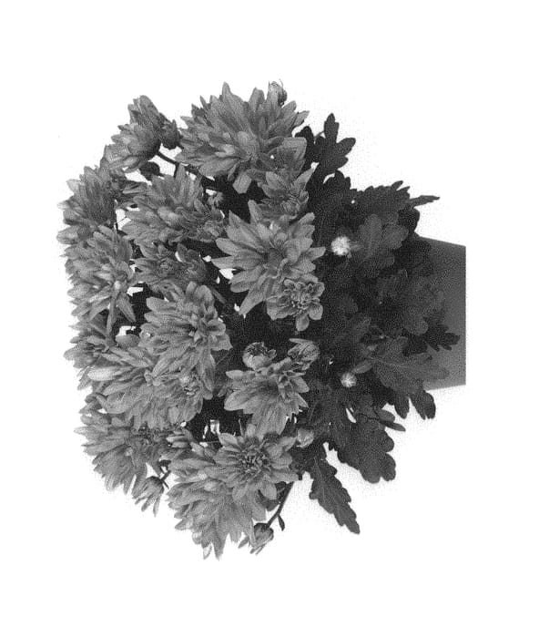 Figure 1 of US plant patent PP30392, the photograph of Fichrybrepin printed in the patent.