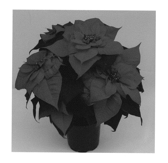 Figure 1 of US plant patent PP30393, the photograph of Q101 printed in the patent.