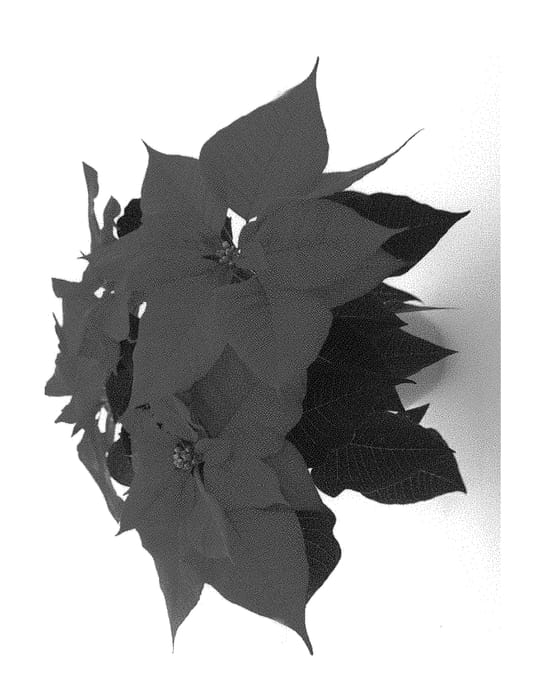 Figure 1 of US plant patent PP30394, the photograph of BKPONRR printed in the patent.