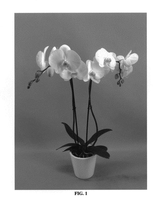 Figure 1 of US plant patent PP30395, the photograph of PHALFUBNE printed in the patent.
