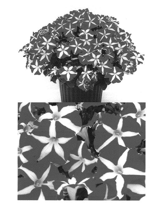 Figure 1 of US plant patent PP30396, the photograph of Sunpetu 211 printed in the patent.