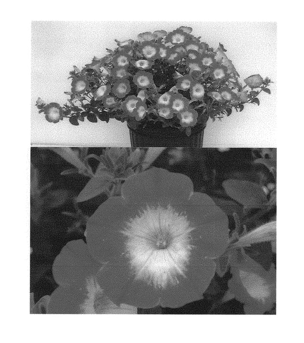 Figure 1 of US plant patent PP30397, the photograph of Surf Gonitomi printed in the patent.