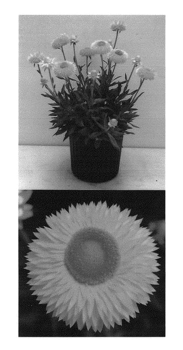 Figure 1 of US plant patent PP30398, the photograph of Bonxero 148 printed in the patent.