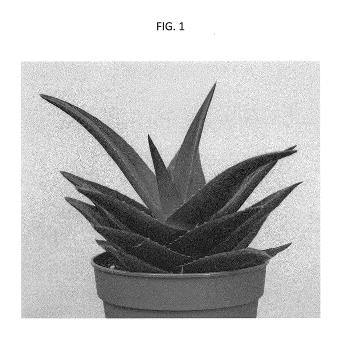 Figure 1 of US plant patent PP30399, the photograph of AMIHAW1801 printed in the patent.