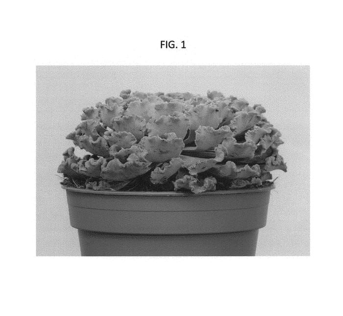 Figure 1 of US plant patent PP30400, the photograph of OVPEARLS04 printed in the patent.