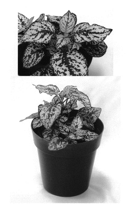 Figure 1 of US plant patent PP30401, the photograph of G14161 printed in the patent.