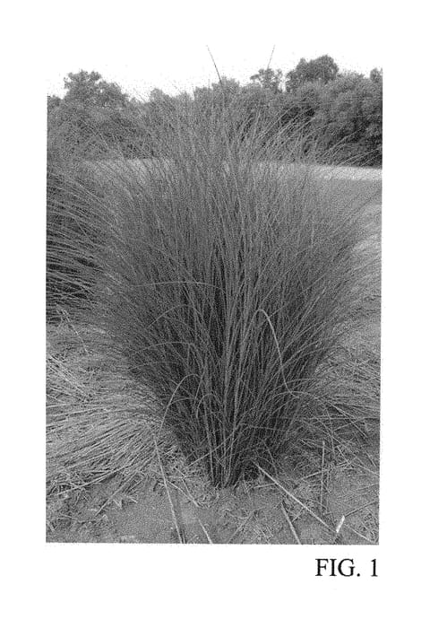 Figure 1 of US plant patent PP30402, the photograph of M77 printed in the patent.