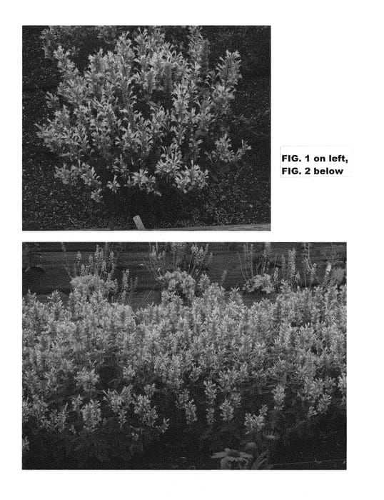 Figure 1 of US plant patent PP30403, the photograph of TNAGAPBY printed in the patent.