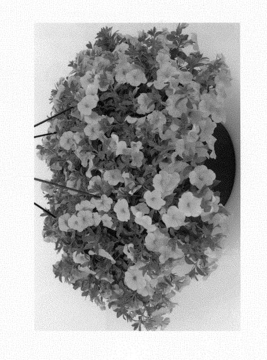 Figure 1 of US plant patent PP30404, the photograph of Duealnagogi printed in the patent.