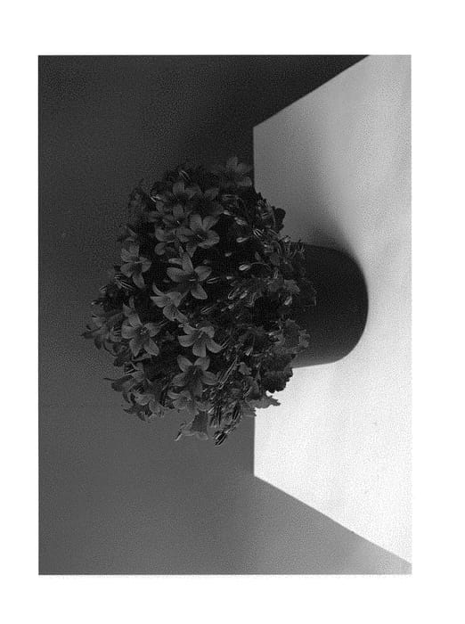 Figure 1 of US plant patent PP30405, the photograph of HAVPRTB709 printed in the patent.
