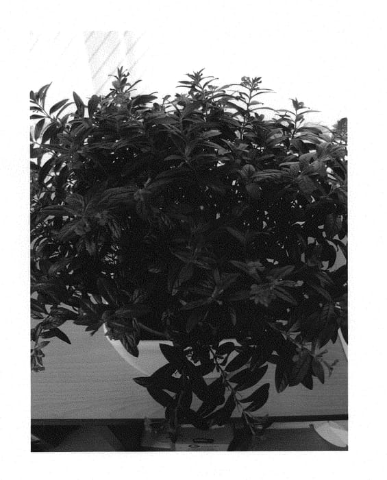 Figure 1 of US plant patent PP30406, the photograph of Wescuflodia printed in the patent.