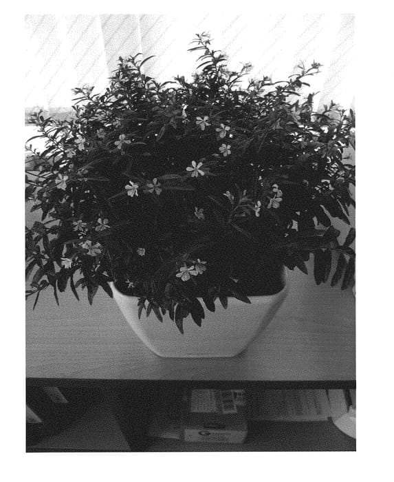 Figure 1 of US plant patent PP30407, the photograph of Wescuflomig printed in the patent.