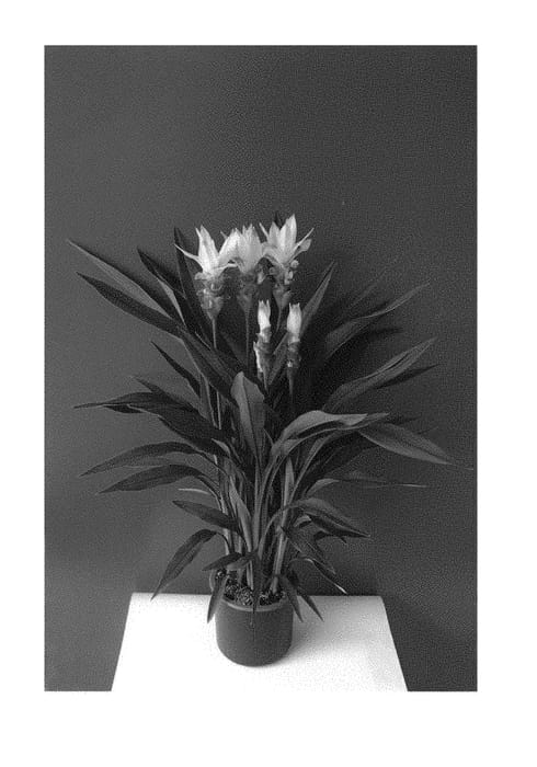 Figure 1 of US plant patent PP30408, the photograph of Curhalawi printed in the patent.