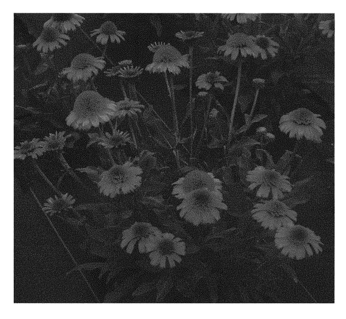 Figure 1 of US plant patent PP30409, the photograph of TNECHPC printed in the patent.