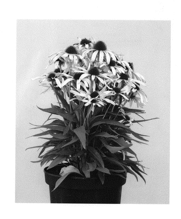 Figure 1 of US plant patent PP30410, the photograph of ECH391 printed in the patent.