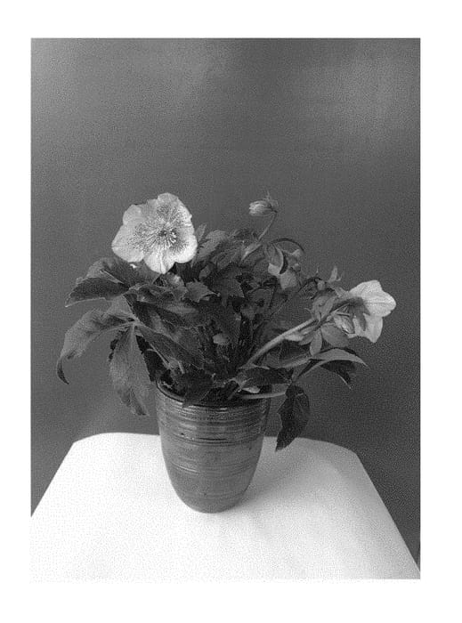 Figure 1 of US plant patent PP30411, the photograph of COSEH 3130 printed in the patent.
