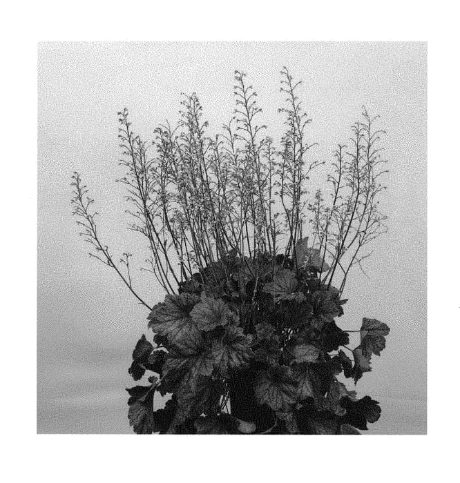 Figure 1 of US plant patent PP30412, the photograph of Rex Peppermint printed in the patent.