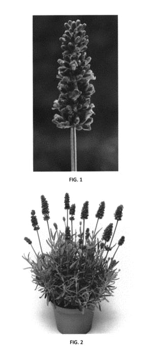 Figure 1 of US plant patent PP30413, the photograph of LAAZ0006 printed in the patent.