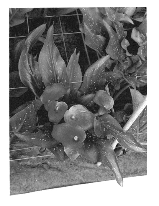 Figure 1 of US plant patent PP30417, the photograph of Bloody Mary printed in the patent.