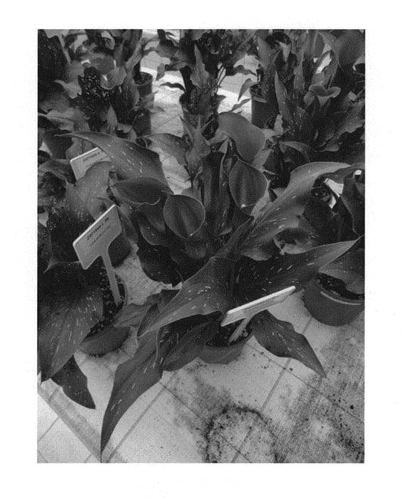 Figure 1 of US plant patent PP30418, the photograph of Toronto printed in the patent.