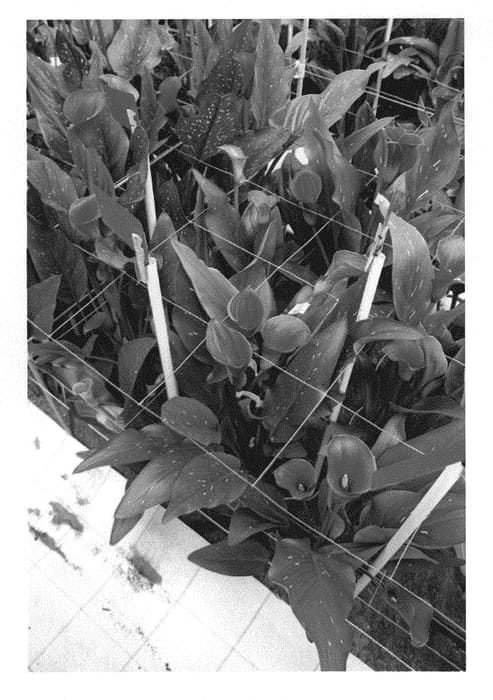 Figure 1 of US plant patent PP30419, the photograph of Sunset Passion printed in the patent.