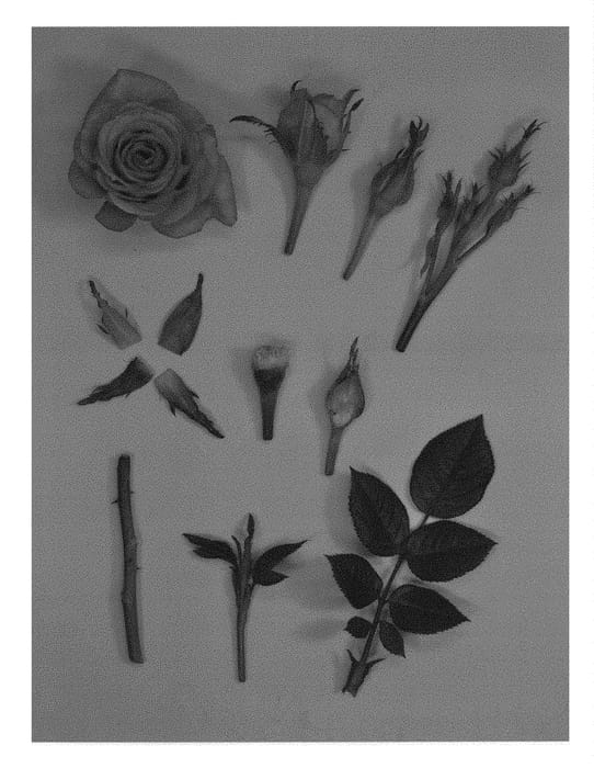 Figure 1 of US plant patent PP30420, the photograph of KORaroma07 printed in the patent.