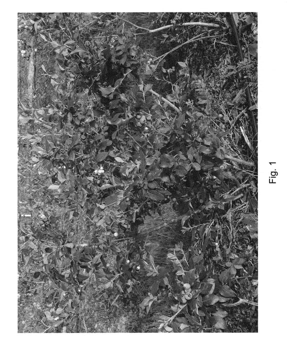 Figure 1 of US plant patent PP30421, the photograph of BB07-7FL-4 printed in the patent.