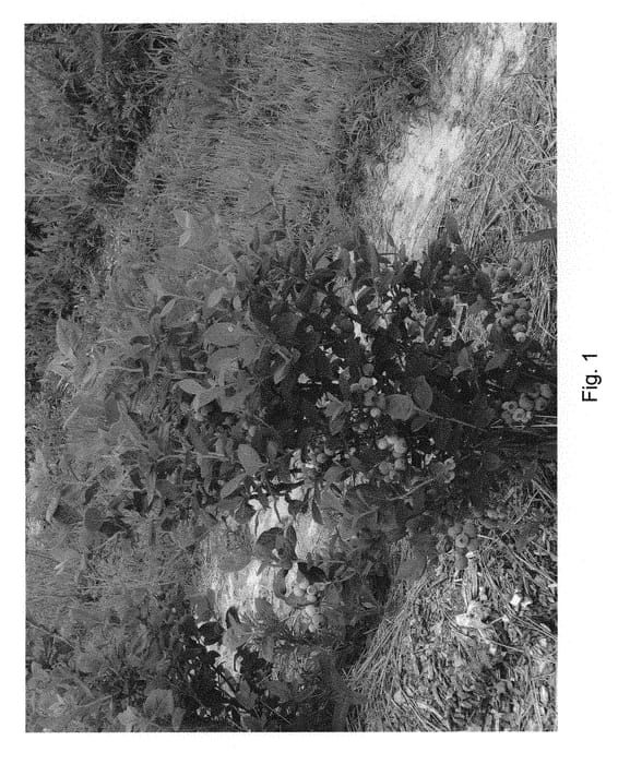 Figure 1 of US plant patent PP30422, the photograph of BB06-507MI-52 printed in the patent.