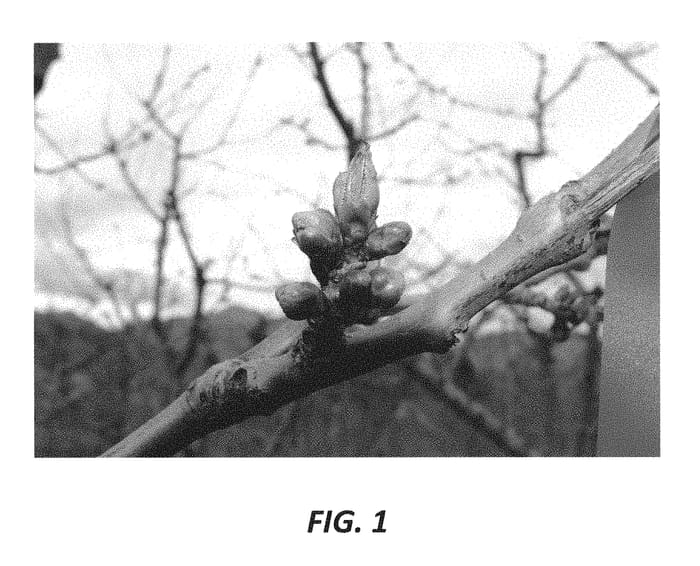 Figure 1 of US plant patent PP30423, the photograph of Carneval printed in the patent.