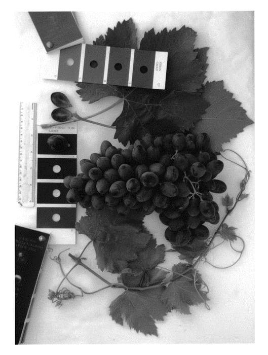 Figure 1 of US plant patent PP30424, the photograph of IFG Thirty printed in the patent.