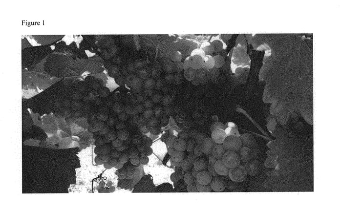 Figure 1 of US plant patent PP30425, the photograph of Opportunity printed in the patent.