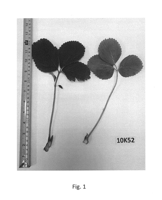 Figure 1 of US plant patent PP30426, the photograph of Sangria printed in the patent.