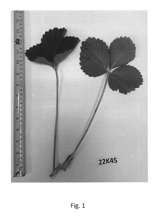 Figure 1 of US plant patent PP30427, the photograph of Emilia printed in the patent.